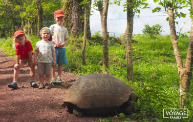tortues des îles galapagos, Santa Cruz, en famille